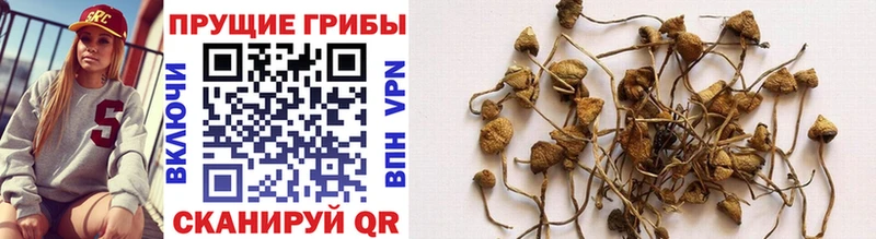 где продают наркотики  Красавино  Галлюциногенные грибы MAGIC MUSHROOMS 